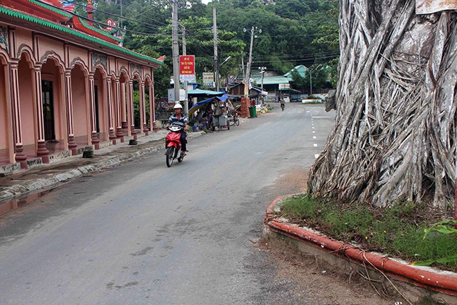 La ky: &quot;Cu&quot; cay dau 300 tuoi chet roi ma cu nhu dang song-Hinh-3