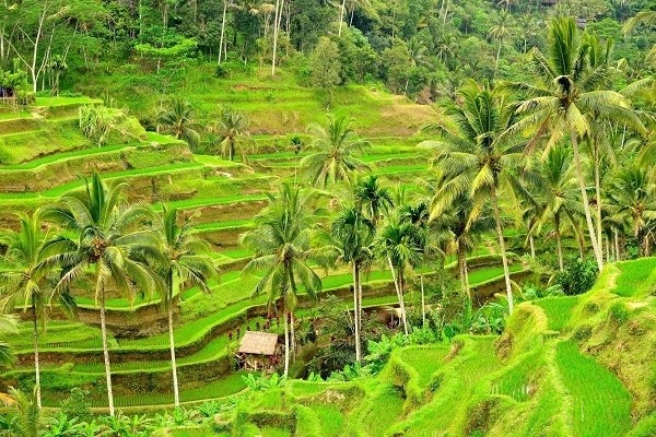 Vo van trai nghiem "vui quen loi ve" o thien duong Bali-Hinh-2