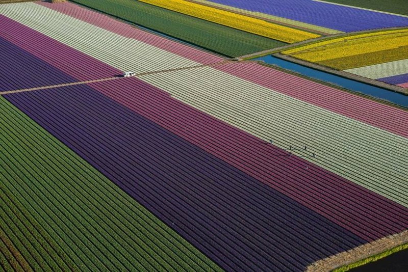 Dep vo cung nhung canh dong hoa tulip nhin tu tren cao-Hinh-4