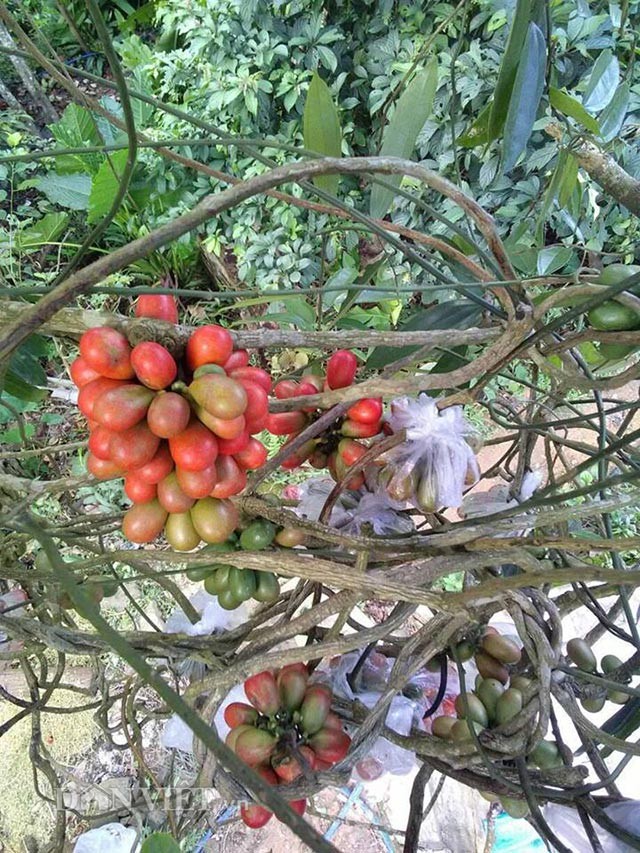 Cay qua mau do dep: Lo “tuyet chung” do chat ban cho Trung Quoc-Hinh-5