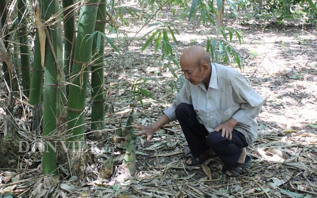 Hon 20 nam cuc nhoc trong 200 ha rung ma khong...ban go-Hinh-3