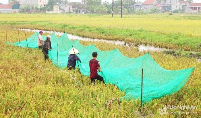 San dac san "tom bay" nong dan xu Nghe kiem tien trieu moi ngay