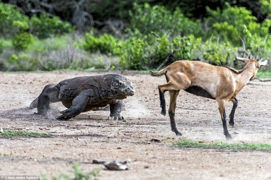 Chum anh rong Komodo tan cong con moi-Hinh-3