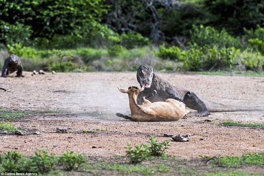 Chum anh rong Komodo tan cong con moi-Hinh-6