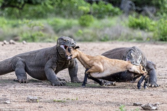 Chum anh rong Komodo tan cong con moi-Hinh-8