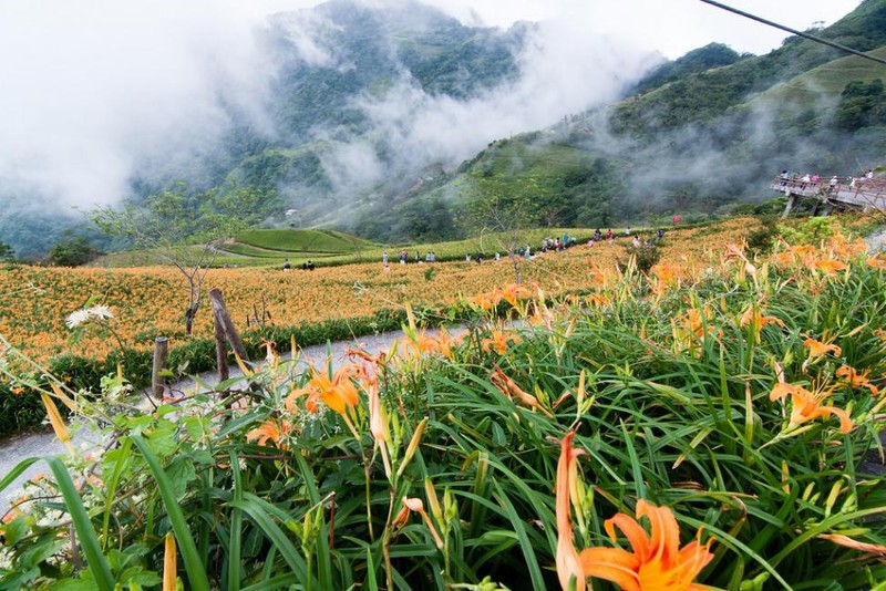 Choang ngop le hoi hoa lily lon nhat hanh tinh-Hinh-10