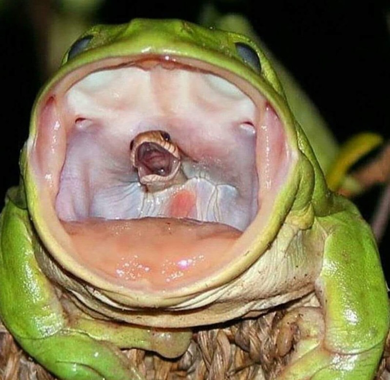 Rắn kịch độc gào khóc trong miệng ếch xanh gây tranh cãi
