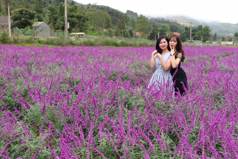 Ngan ngo sac tim oai huong tai thung lung hoa o cao nguyen Lao Cai-Hinh-3