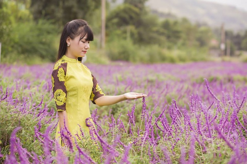 Ngan ngo sac tim oai huong tai thung lung hoa o cao nguyen Lao Cai-Hinh-4