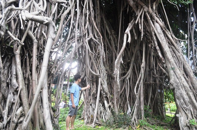 Ngam nhung &quot;cay than&quot;, tien ty cung khong mua noi o Sai Gon