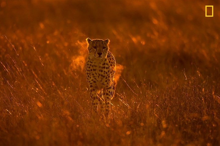 Chiem nguong thien nhien dep me hon qua anh National Geographic-Hinh-10