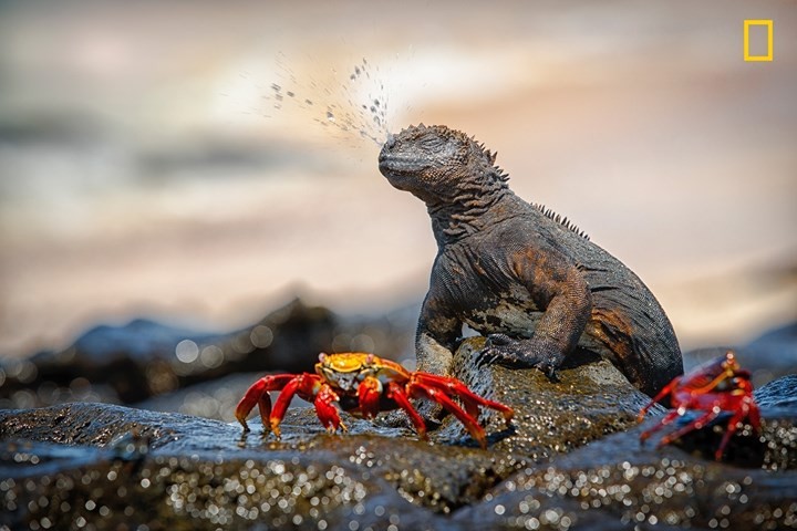 Chiem nguong thien nhien dep me hon qua anh National Geographic-Hinh-2