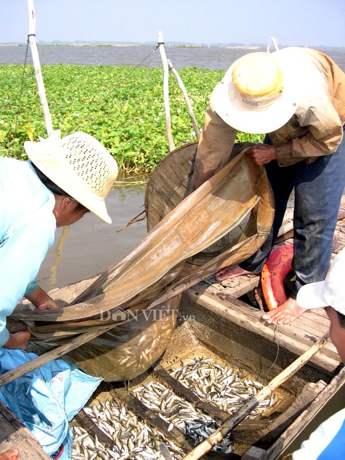 Khac khoai mua vot ca non khi nuoc noi o mien Tay