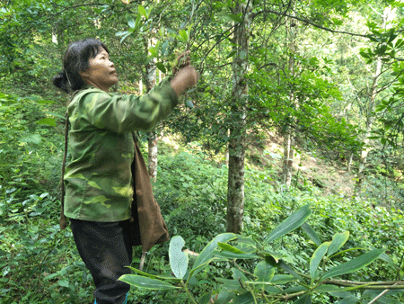 Dan bo ong vai chuc trieu khi vao vu thu hai hoa hoi-Hinh-2