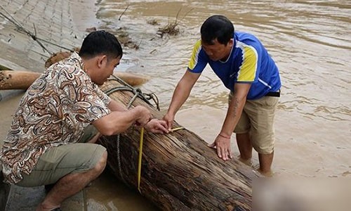 Nguoi dan Nghe An vot cui trung bau vat tram tuoi giua dong nuoc lu