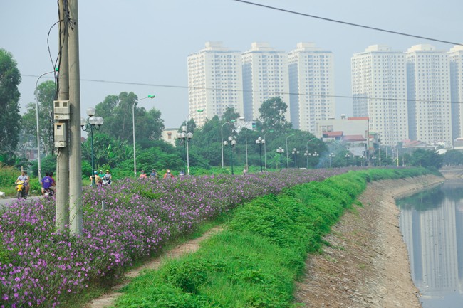 Bat ngo con duong hoa tim dep lang man ven song To Lich