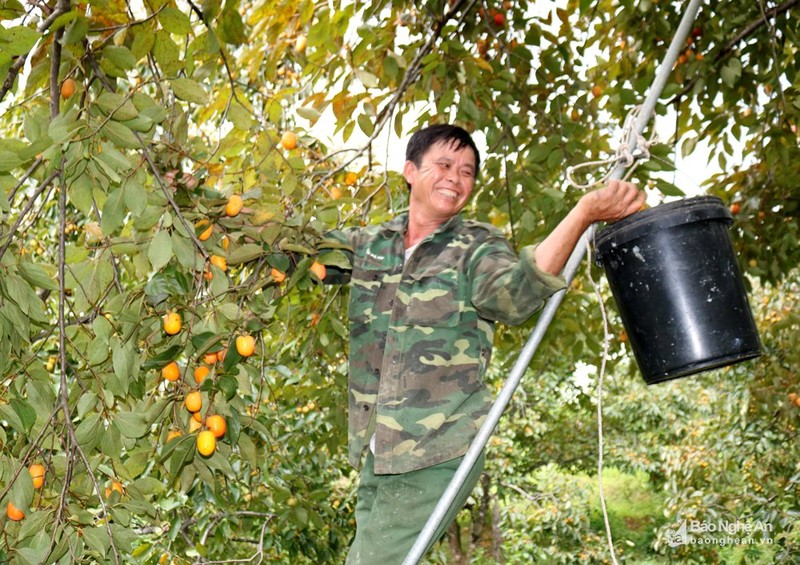 Nhung vuon hong sai qua, dan hai moi tay khong xue o xu Nghe-Hinh-6