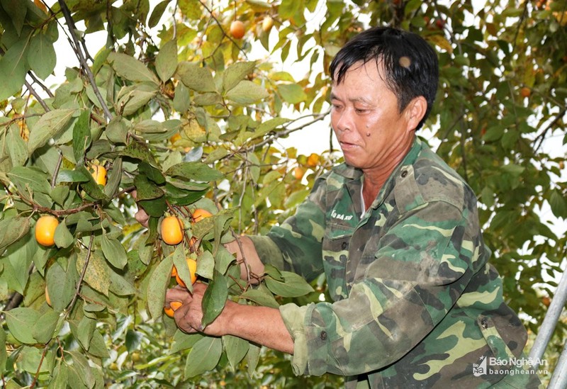 Nhung vuon hong sai qua, dan hai moi tay khong xue o xu Nghe-Hinh-8