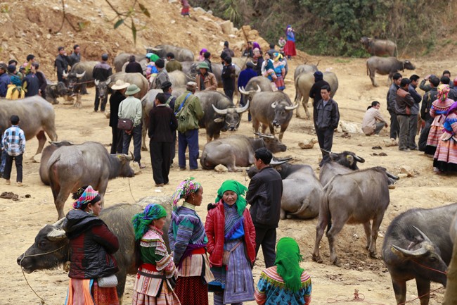 Can Cau - cho trau, chim canh lon nhat Tay Bac-Hinh-5