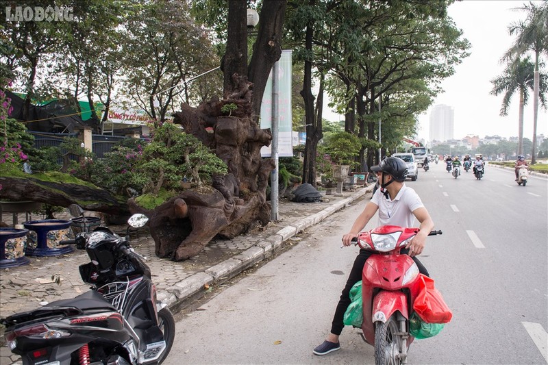 Ngam bo ba cay canh duoc het gia hon 2 ti dong-Hinh-10