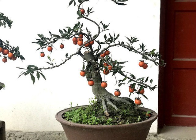 Dai gia bi an xuong tien mua hong da bonsai gia 1 ty dong choi Tet