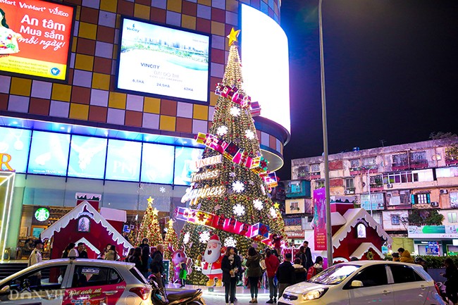 Chiem nguong loat cay thong Noel 