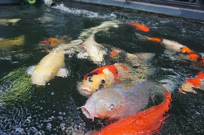 Ngam ho ca Koi tien ty cua dan choi pho Nui-Hinh-5