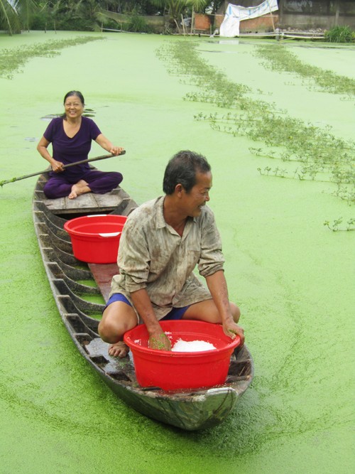 Doi doi nho tha loai rau lon nhu thoi, hai quanh nam-Hinh-2