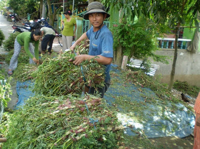 Doi doi nho tha loai rau lon nhu thoi, hai quanh nam