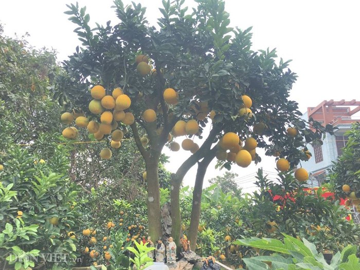 Sieu pham 'sieu buoi', trau cong quat da san sang xuat vuon-Hinh-6