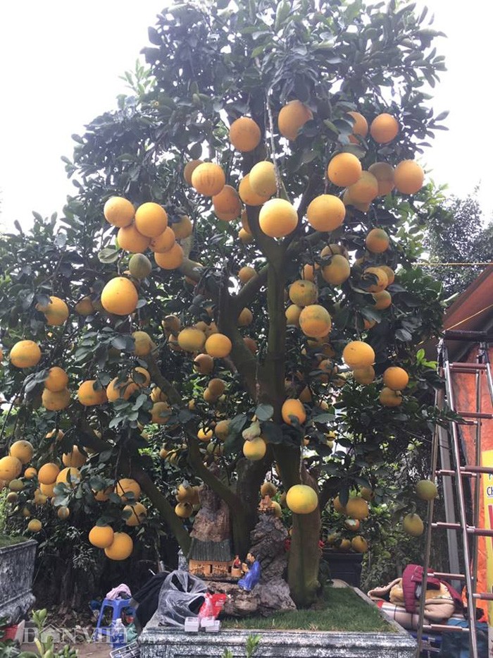 Sieu pham 'sieu buoi', trau cong quat da san sang xuat vuon-Hinh-7