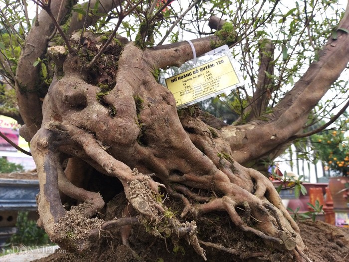 Do quyen bonsai 