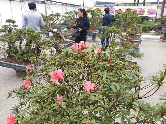 Do quyen bonsai 