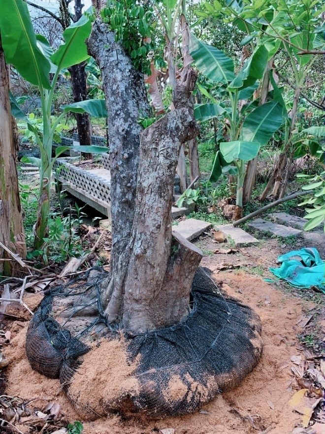 Vuon rop bong cay xanh trong ngoi nha ngoai thanh cua Viet Trinh-Hinh-4