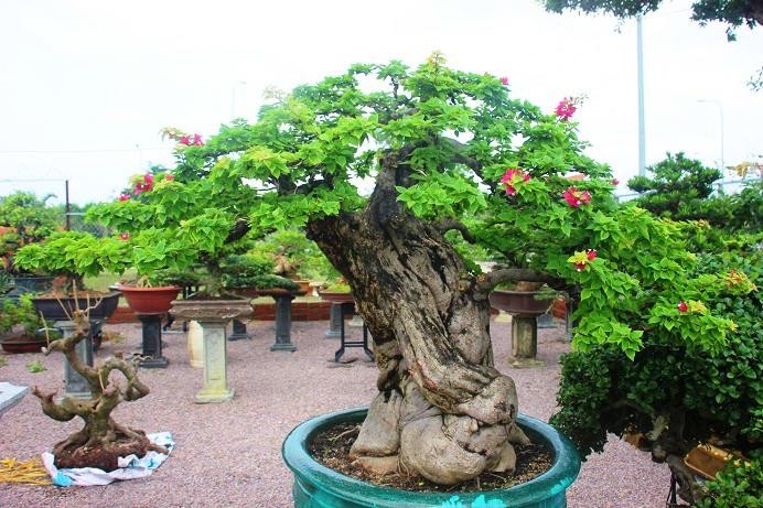 Bonsai co thu dang cuc la gia ca tram trieu ngong 