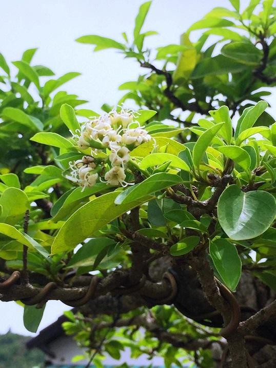 Bonsai co thu dang cuc la gia ca tram trieu ngong 