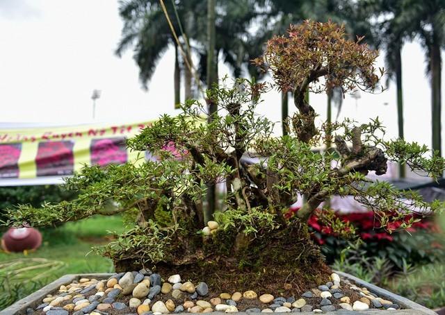 Choang voi gia bonsai can Tet: Do quyen 400 tuoi chao gia gan ty dong