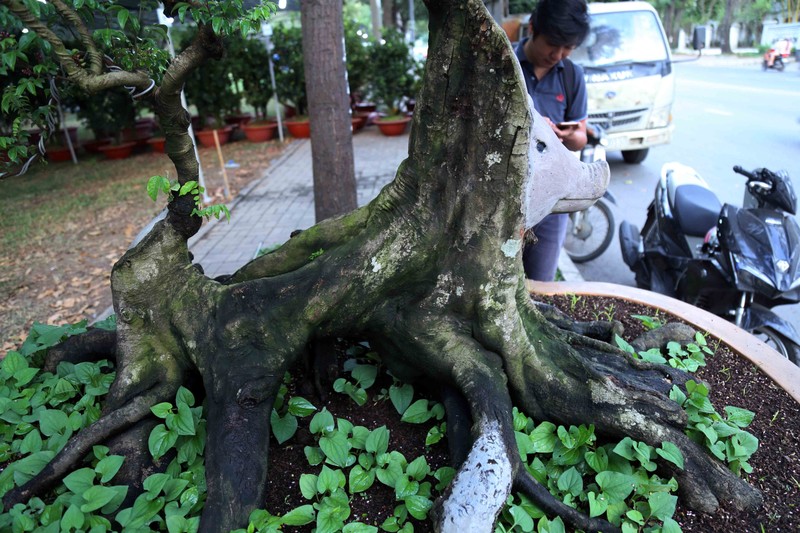 Cay khe gia nua ty duoc tao hinh linh vat nam Ky Hoi o Sai Gon-Hinh-7