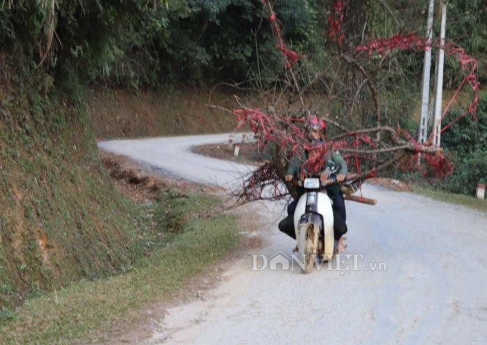 “San” dao rung: Nguy hiem lai bi mang xoi xoi, nhieu nguoi van ham