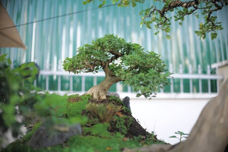 Ngam tuyet pham bonsai mai vang gan voi nguyet que gia tien ty-Hinh-8