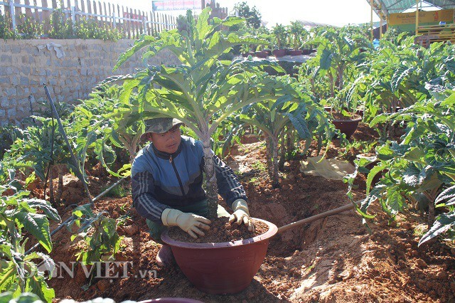 Dua atiso len chau thanh bonsai tien trieu chung Tet-Hinh-3