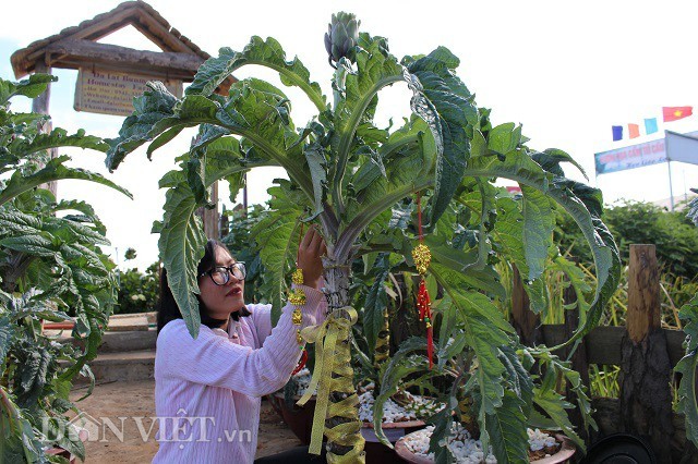 Dua atiso len chau thanh bonsai tien trieu chung Tet-Hinh-4