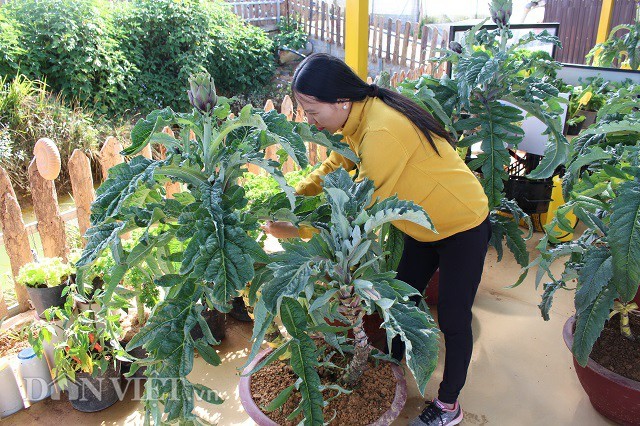 Dua atiso len chau thanh bonsai tien trieu chung Tet-Hinh-9