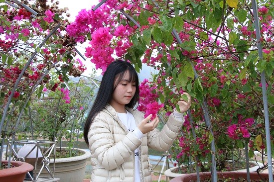 Me mai ngam nhung vuon hoa Tet dep lung linh giua long pho nui-Hinh-3
