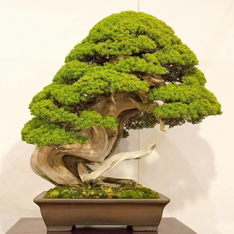 Trom len vao vuon bonsai 5.000 ha, trom 7 cay quy gan 3 ty dong