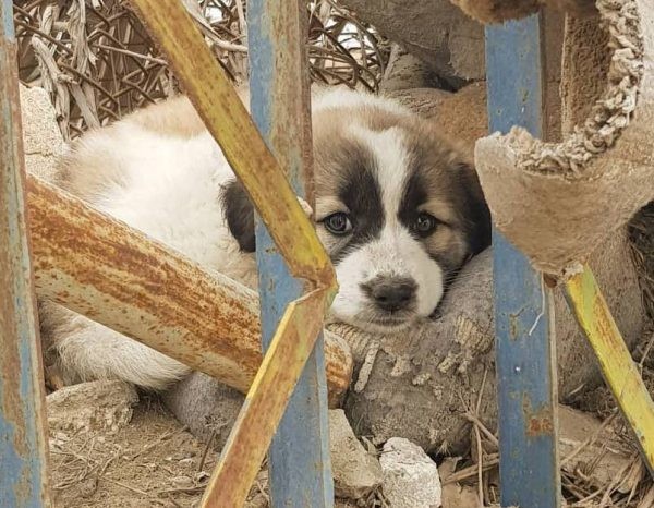 Chu cho vuot gan 5.000km, qua 2 vung chien su de doan tu voi chu