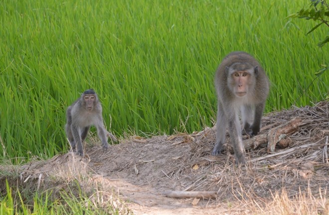 Khi hoang lai tan cong nguoi o Soc Trang