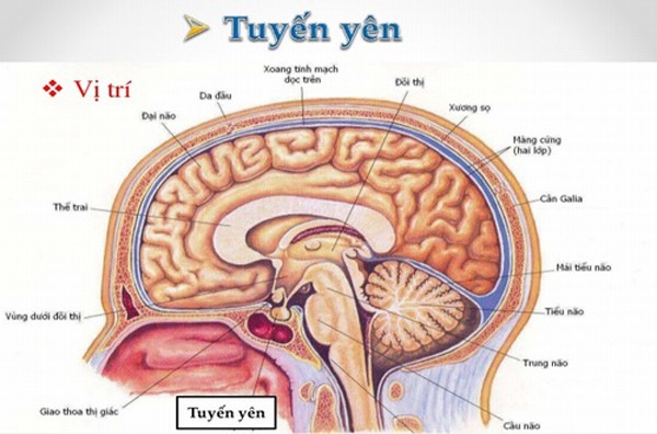 Bi u tuyen yen, co gai 22 tuoi khong co thai nguc van tiet sua