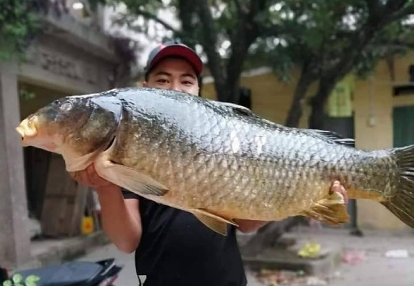 Bat duoc con ca chep 20kg, sang tay ngay chuc trieu dong-Hinh-2