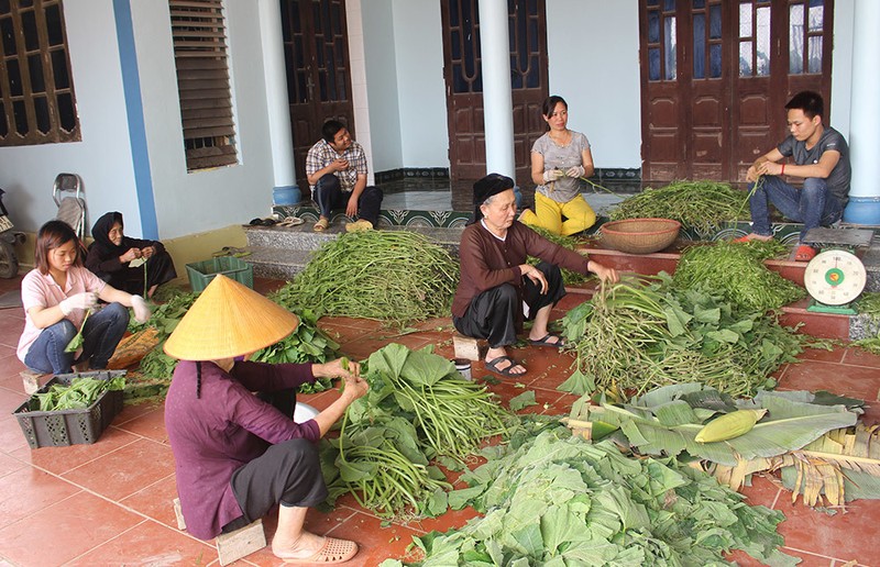 Tuoc 200kg rau bi do cho nha hang, cap vo chong thu tien trieu-Hinh-2